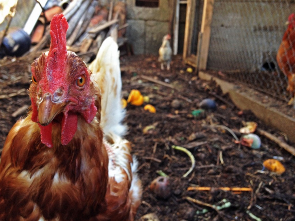 gallinas-sobrado-do-bispo