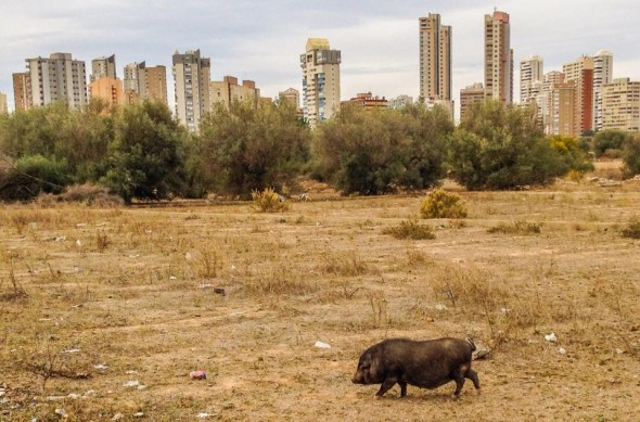 jabali en benidorm