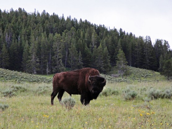 buffalo-yellowstone