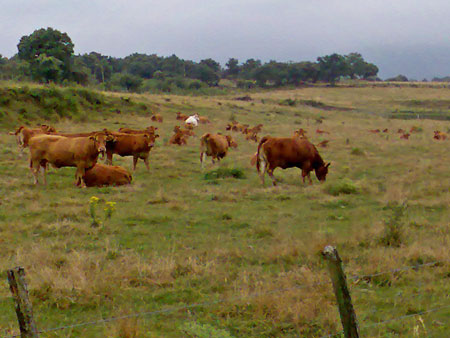 las-vacas1.jpg
